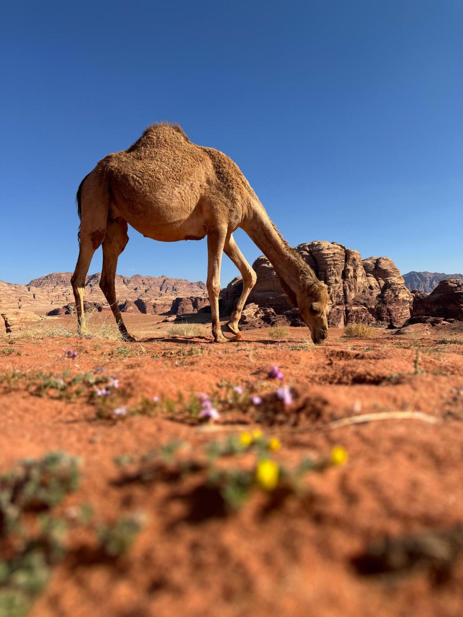 Desert Bird Camp ワディ ・ラム エクステリア 写真