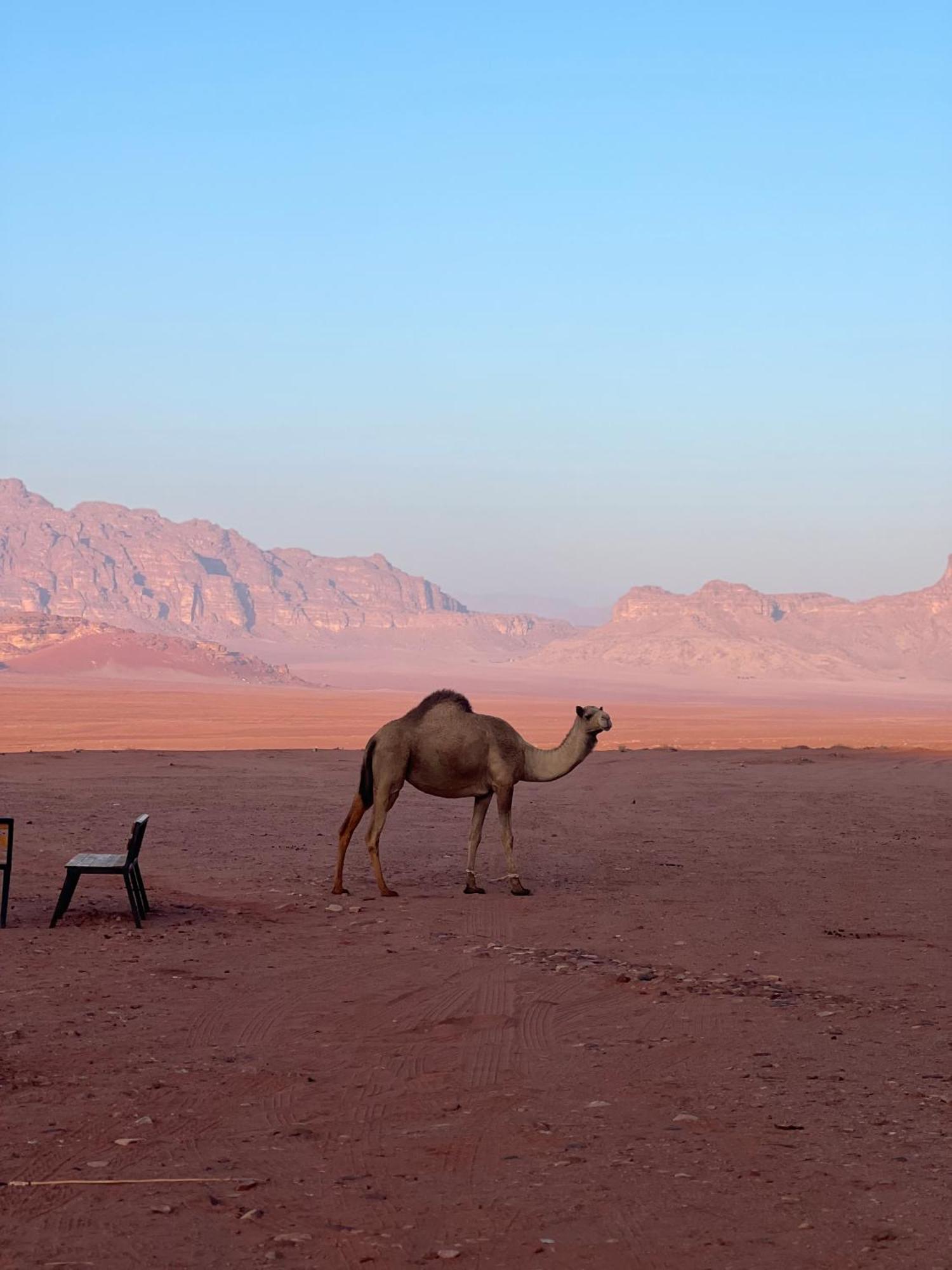 Desert Bird Camp ワディ ・ラム エクステリア 写真